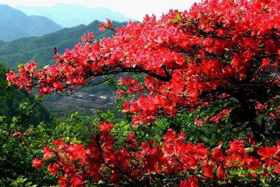 南阳老界岭