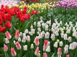 郁金香花园