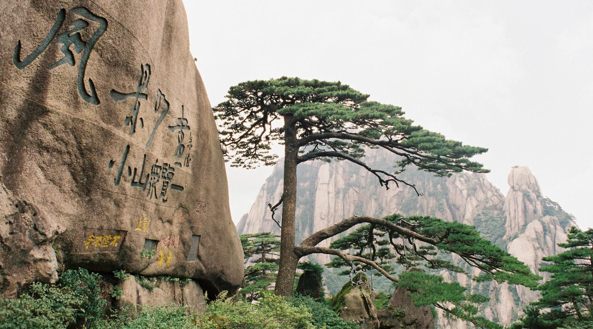 黄山迎客松封面图