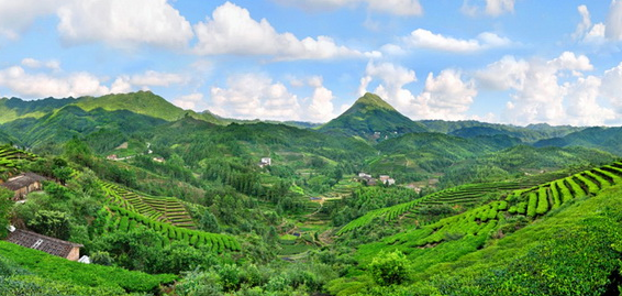 丰顺封面图