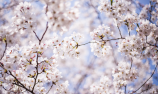 观赏?；?/></a></span><b><em><a href=