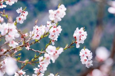 景点：桃花