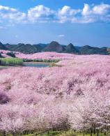 平坝樱花
